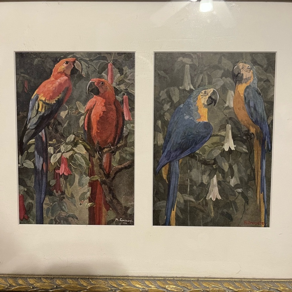 Colorful Parrot Art Prints